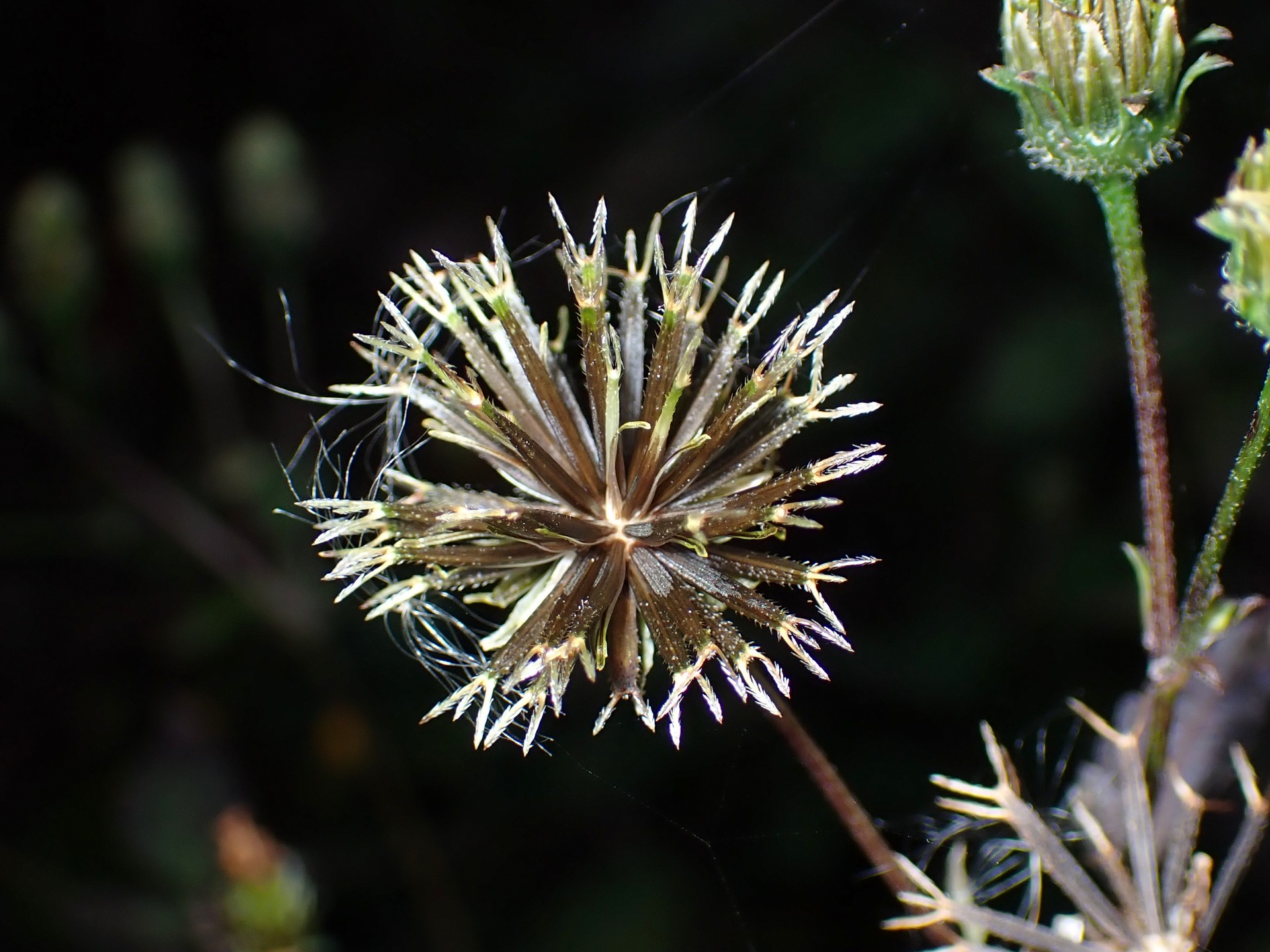 アメリカセンダングサ の高画質写真です。横浜市で、2024年12月04日に撮影したものです。