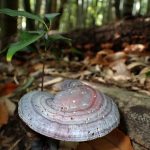 青いマンネンタケ の高画質写真です。横浜市で、2024年12月07日に撮影したものです。