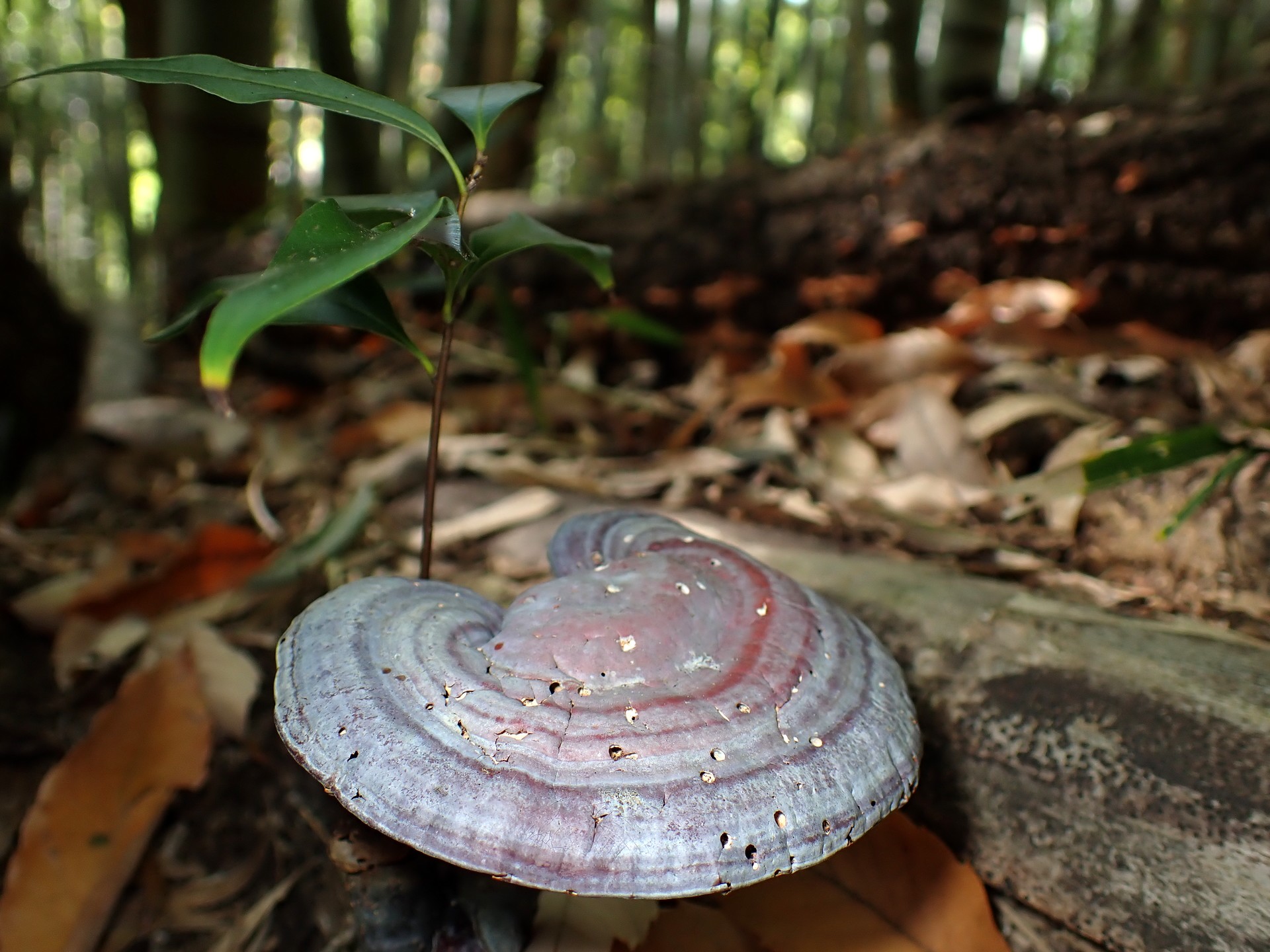 青いマンネンタケ の高画質写真です。横浜市で、2024年12月07日に撮影したものです。