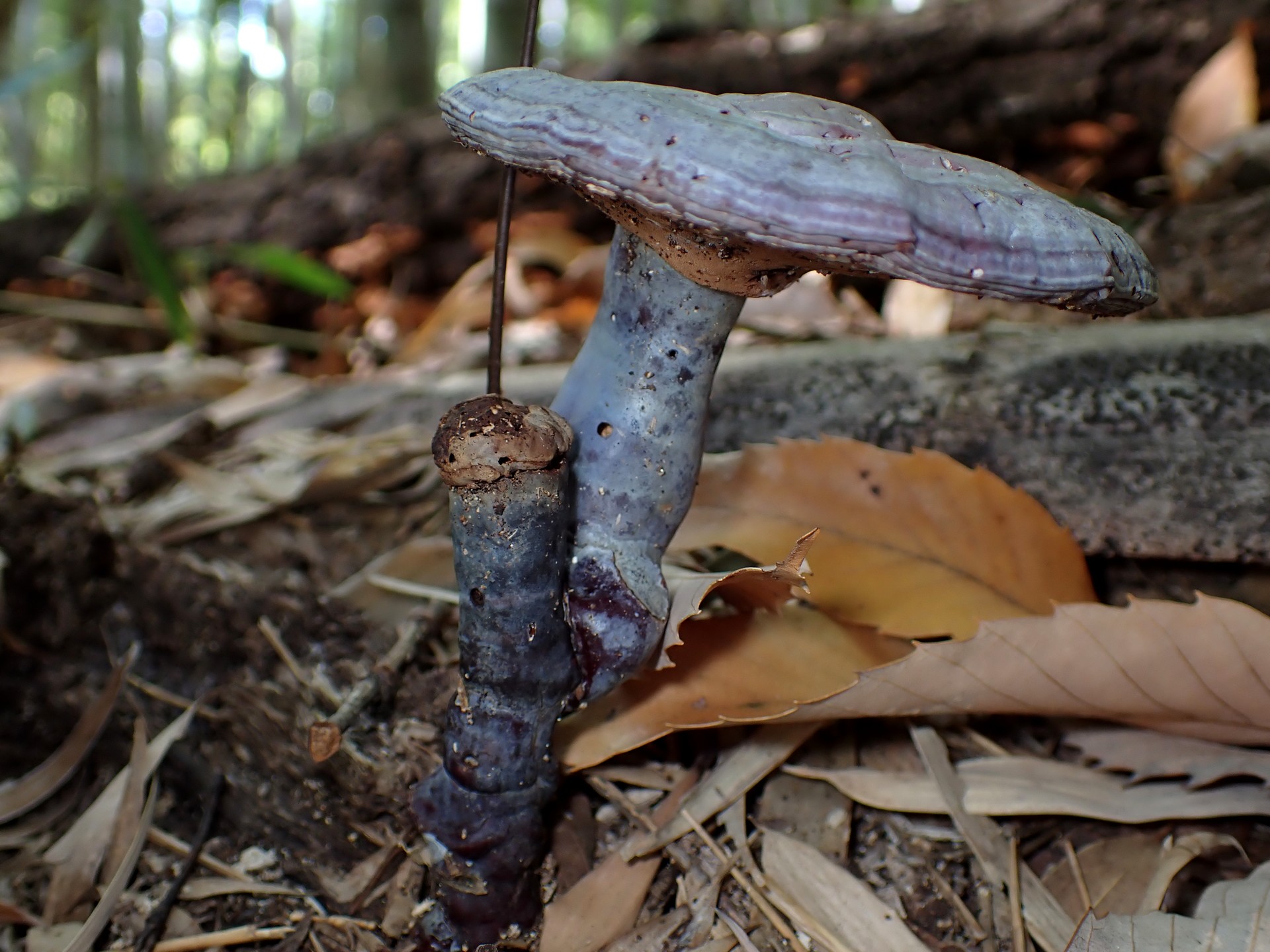 青いマンネンタケ の高画質写真です。横浜市で、2024年12月07日に撮影したものです。