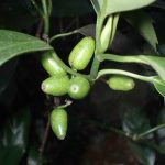 アオキ の高画質写真です。横浜市で、2024年12月16日に撮影したものです。