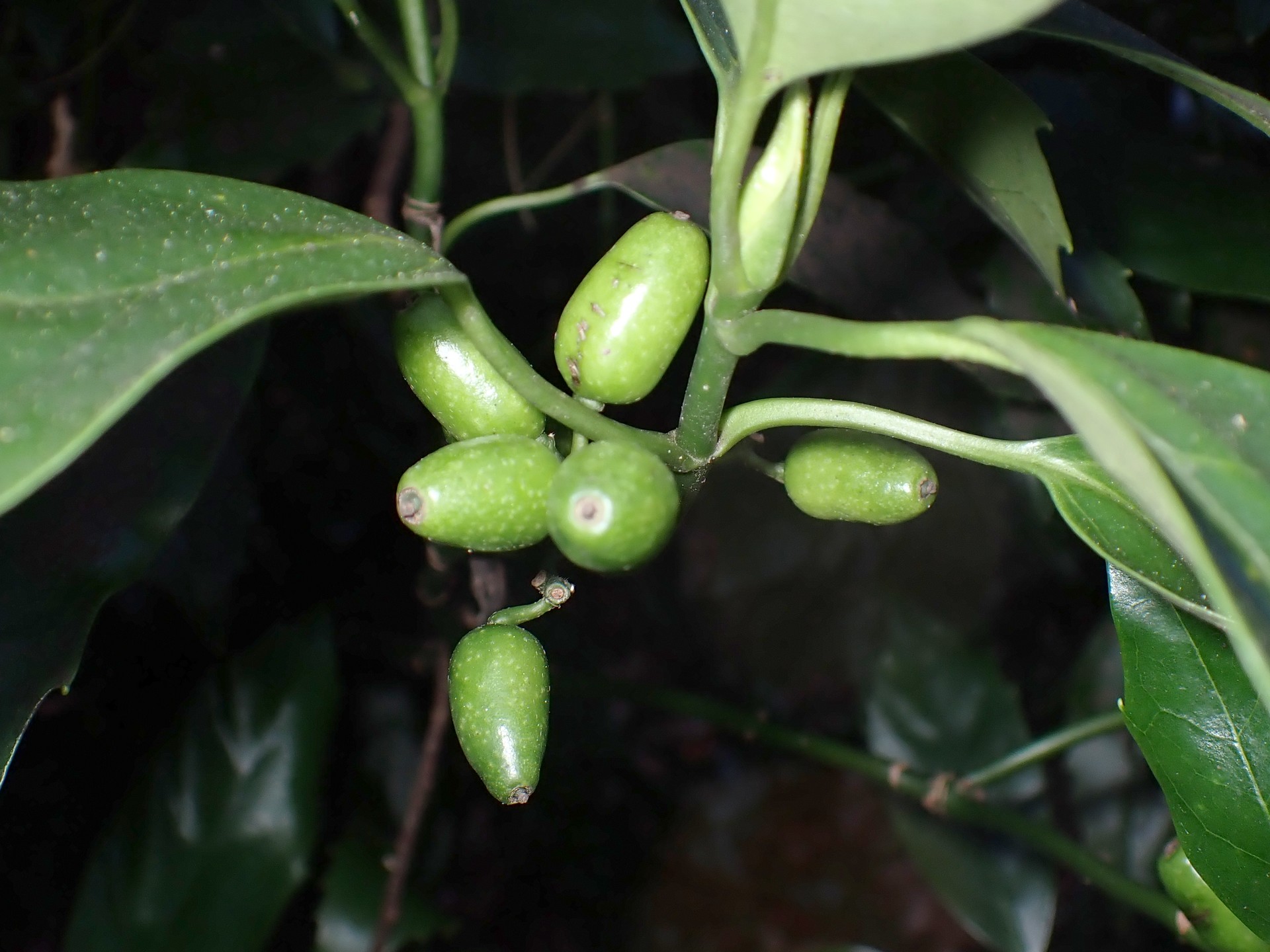 アオキ の高画質写真です。横浜市で、2024年12月16日に撮影したものです。