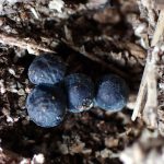 アオミノアシナガタケ の高画質写真です。横浜市で、2024年12月02日に撮影したものです。