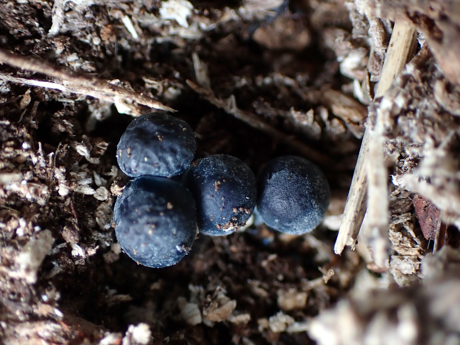 アオミノアシナガタケ の高画質写真です。横浜市で、2024年12月02日に撮影したものです。
