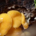 ビョウタケの仲間 の高画質写真です。横浜市で、2024年12月21日に撮影したものです。