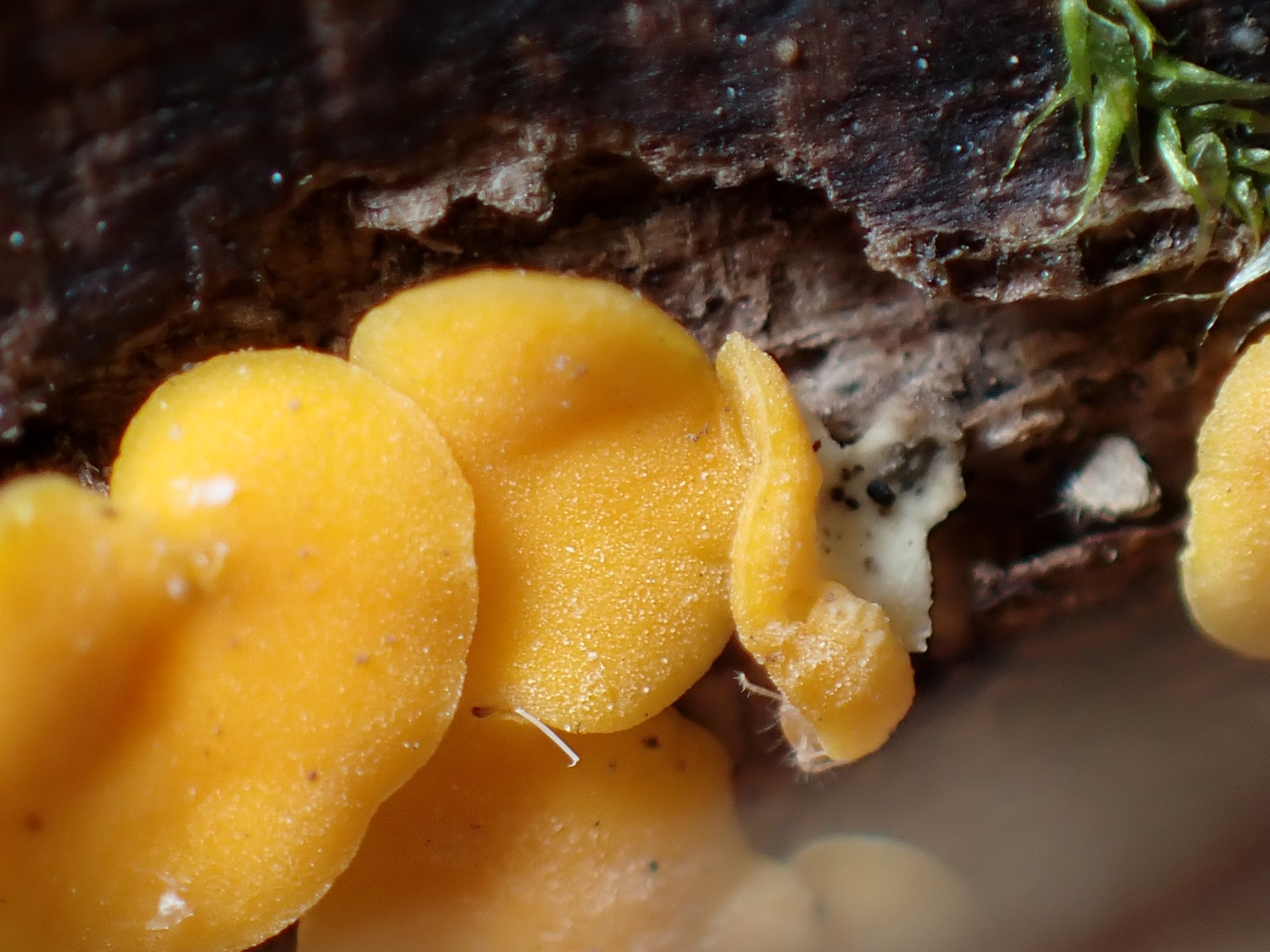 ビョウタケの仲間 の高画質写真です。横浜市で、2024年12月21日に撮影したものです。