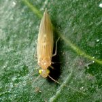 チャタテムシの仲間 の高画質写真です。横浜市で、2024年12月27日に撮影したものです。