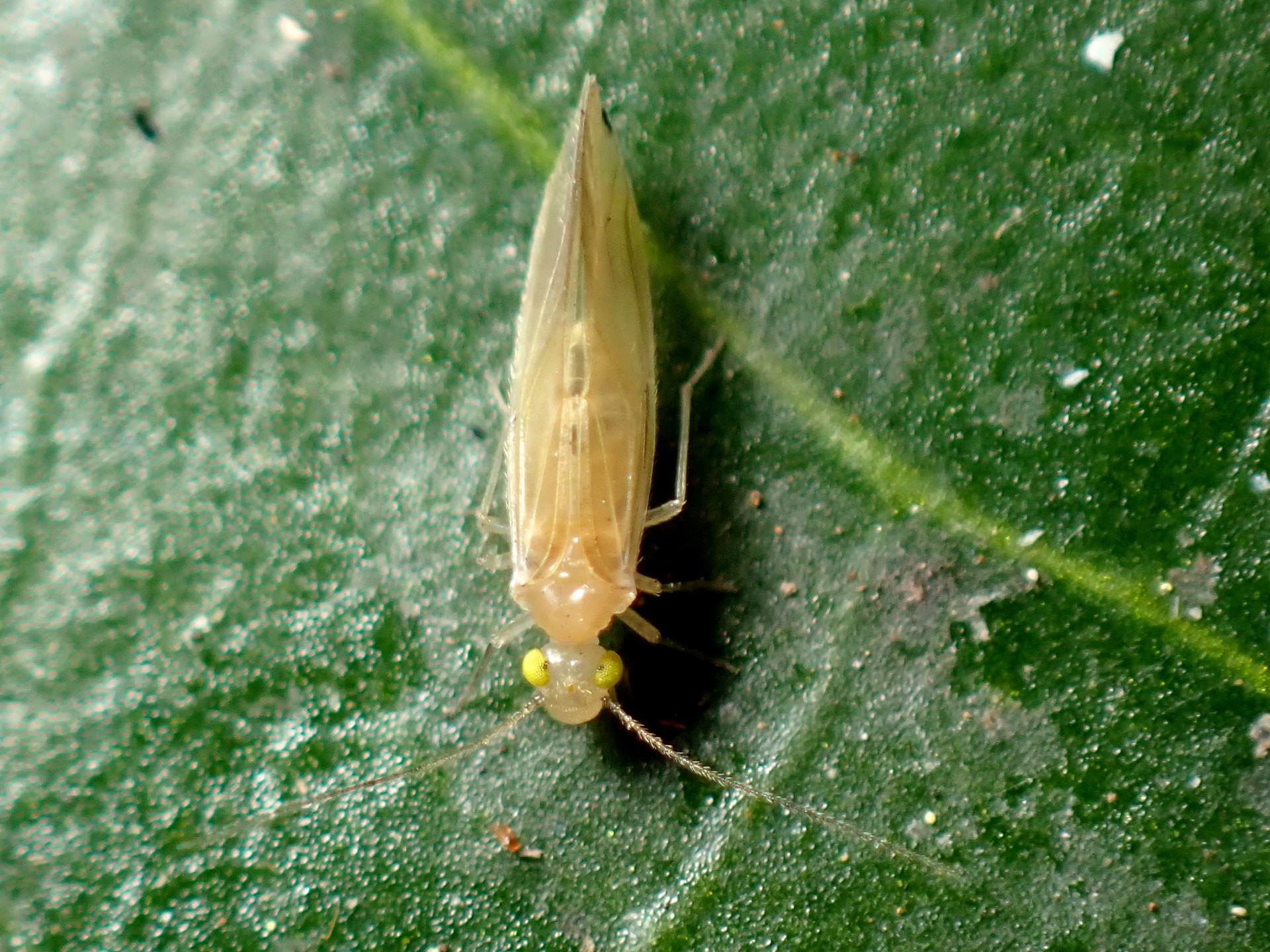 チャタテムシの仲間 の高画質写真です。横浜市で、2024年12月27日に撮影したものです。