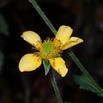 ダイコンソウ の高画質写真です。横浜市で、2024年12月06日に撮影したものです。