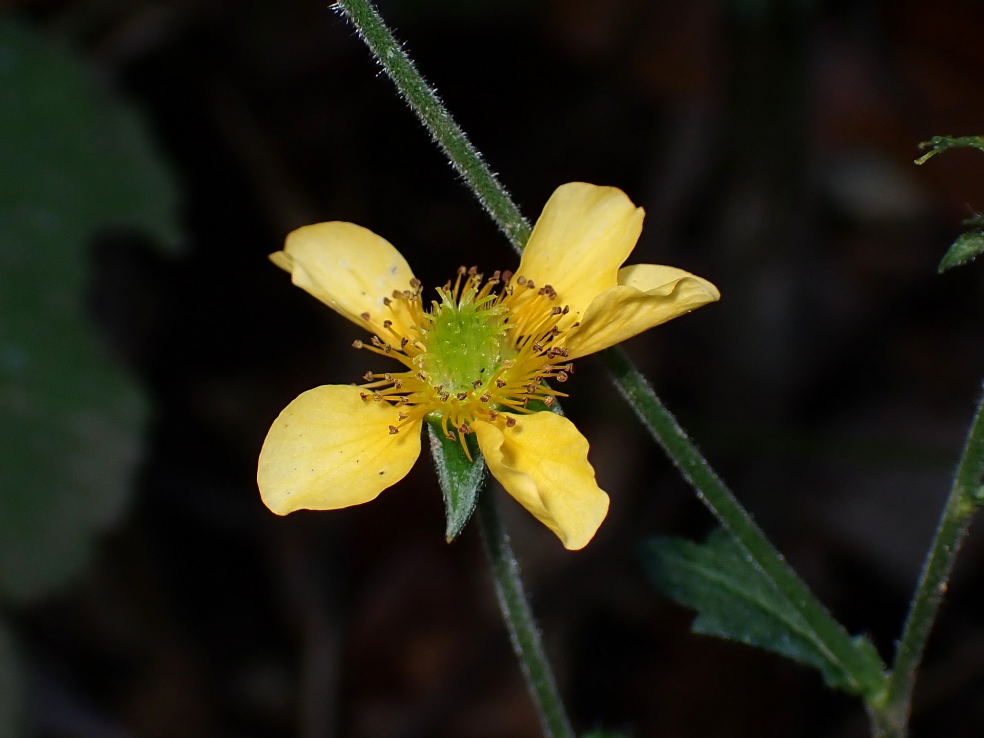 ダイコンソウ の高画質写真です。横浜市で、2024年12月06日に撮影したものです。