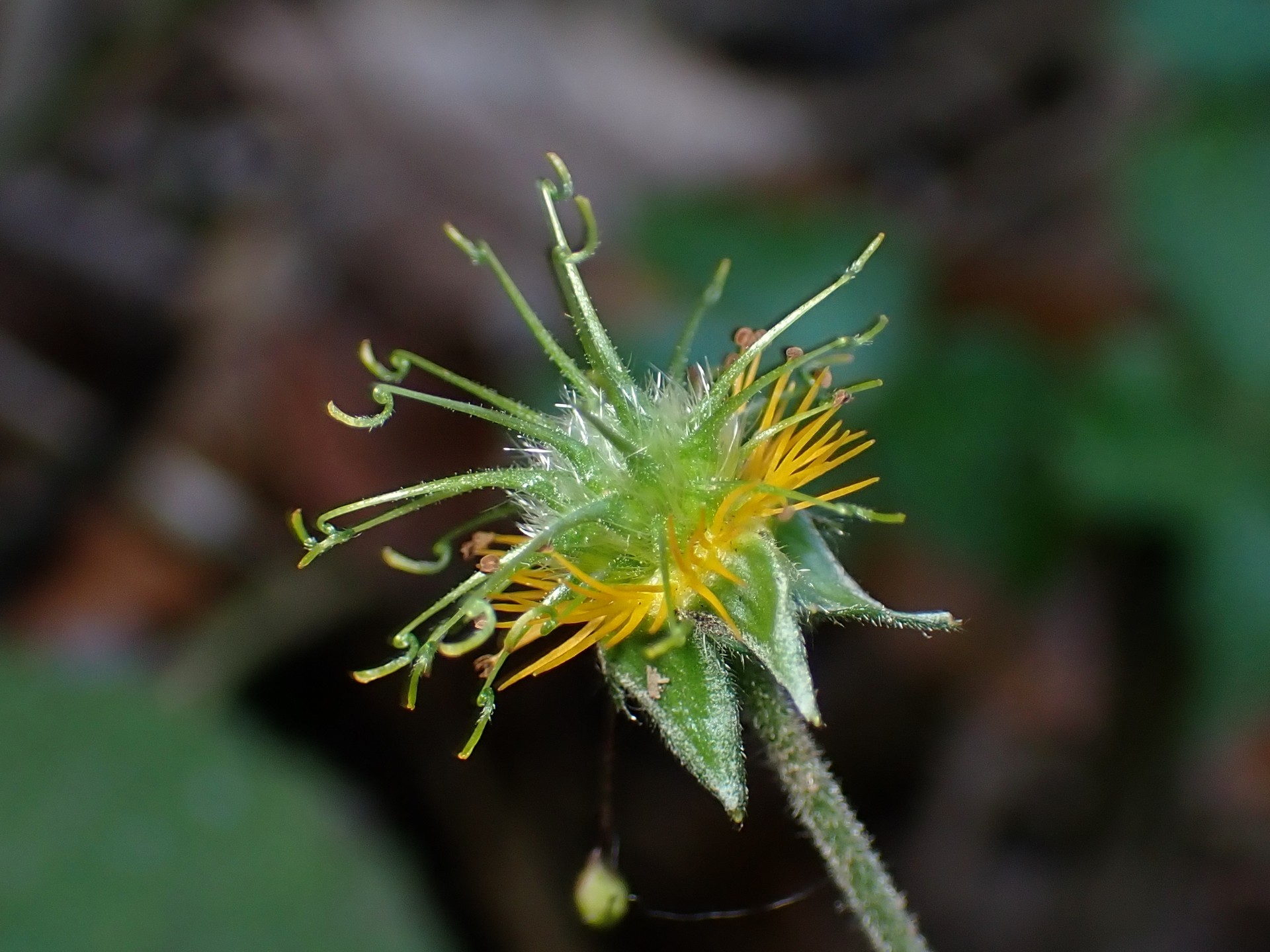 ダイコンソウ の高画質写真です。横浜市で、2024年12月06日に撮影したものです。