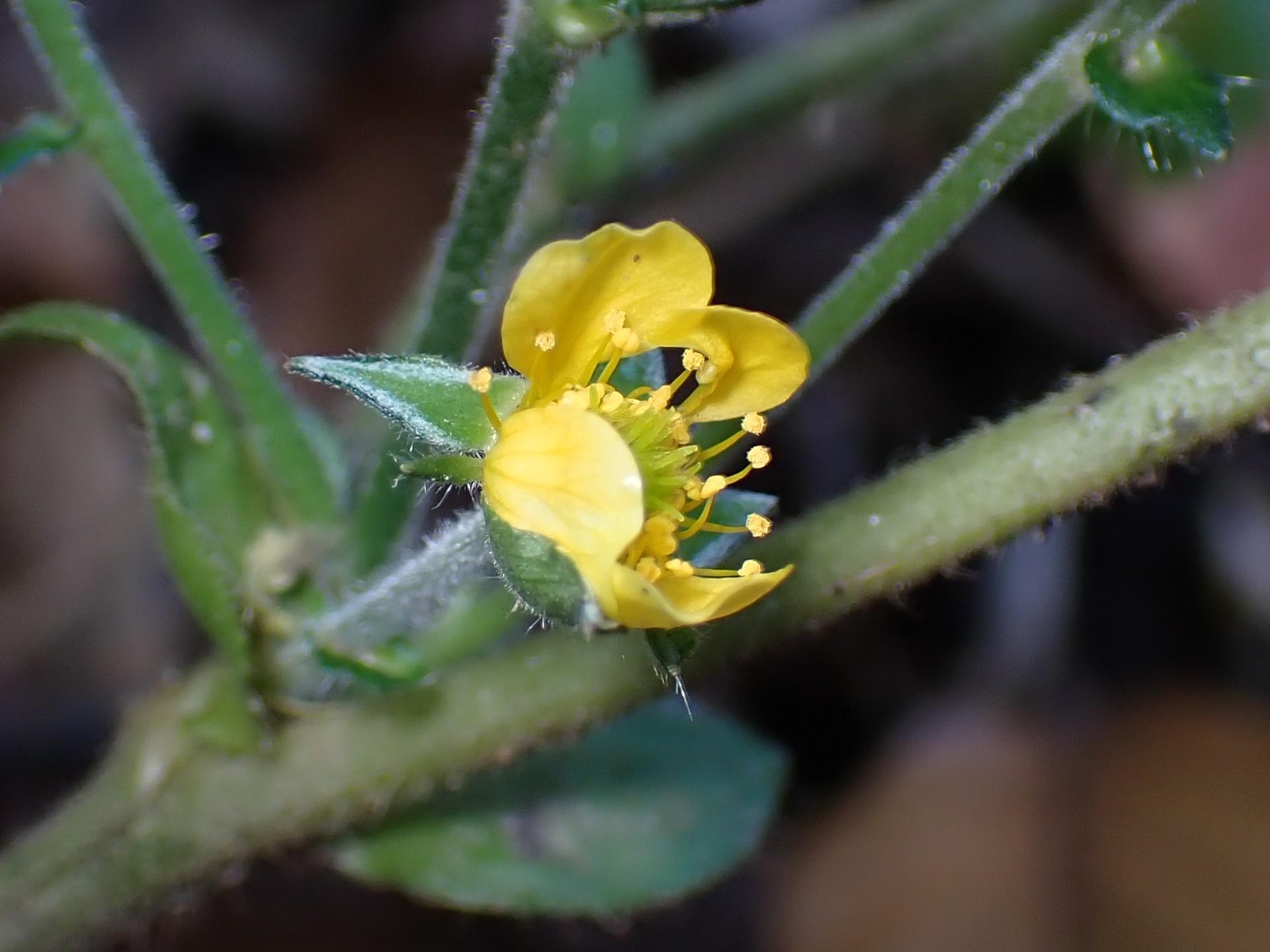 ダイコンソウ の高画質写真です。横浜市で、2024年12月06日に撮影したものです。