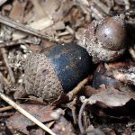 ドングリに付く菌 の高画質写真です。横浜市で、2024年12月02日に撮影したものです。