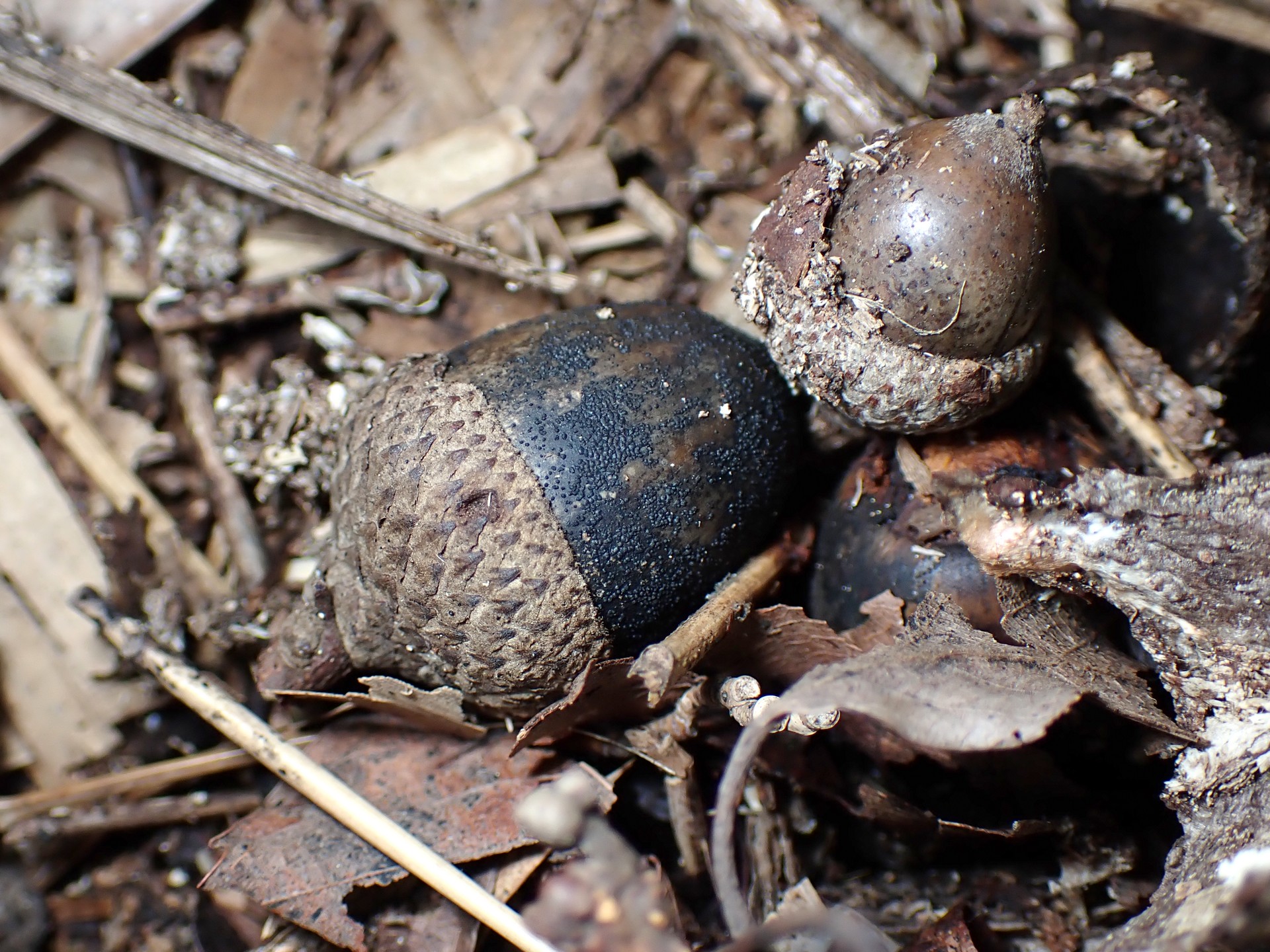 ドングリに付く菌 の高画質写真です。横浜市で、2024年12月02日に撮影したものです。