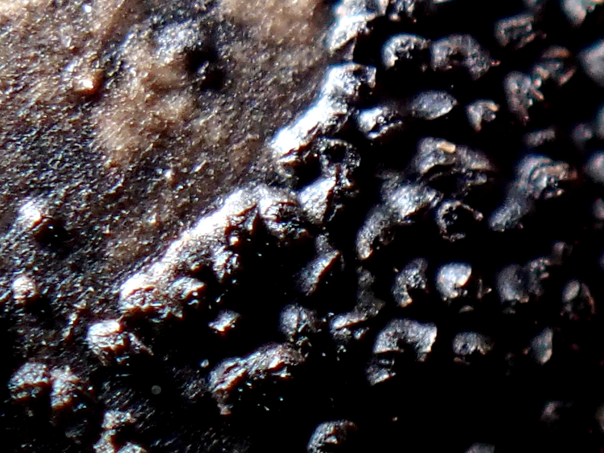 ドングリに付く菌 の拡大写真です。横浜市で、2024年12月02日に撮影したものです。