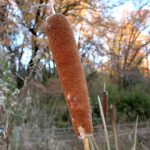 ガマ の高画質写真です。横浜市で、2024年12月19日に撮影したものです。