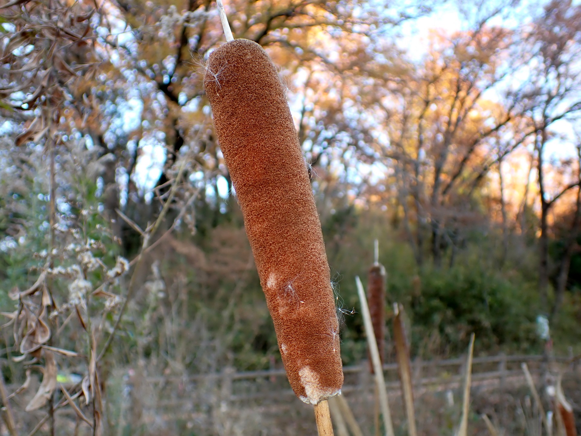 ガマ の高画質写真です。横浜市で、2024年12月19日に撮影したものです。