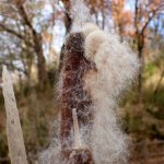 ガマ の高画質写真です。横浜市で、2024年12月27日に撮影したものです。