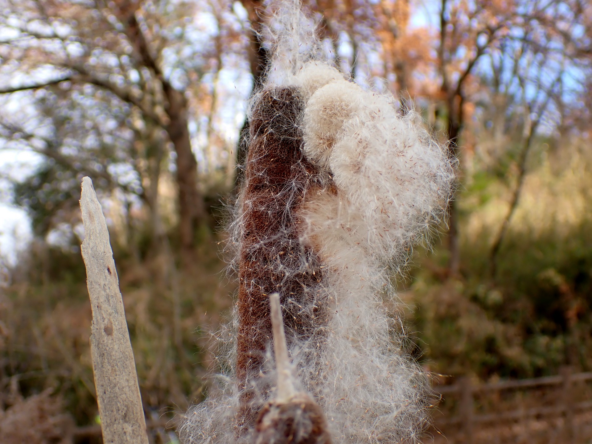 ガマ の高画質写真です。横浜市で、2024年12月27日に撮影したものです。