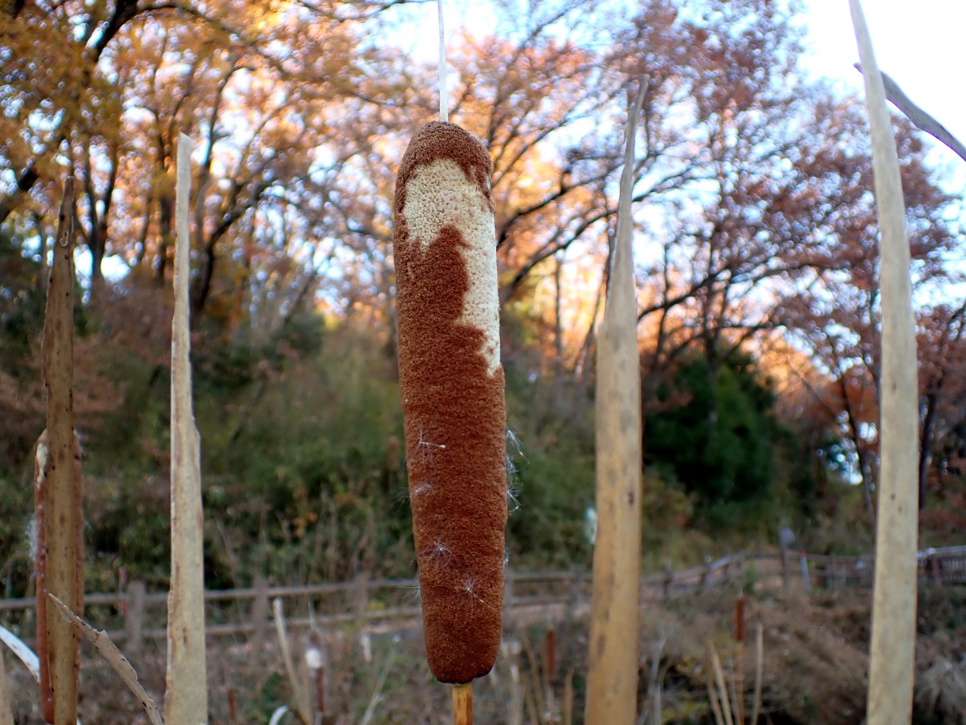 ガマ の高画質写真です。横浜市で、2024年12月19日に撮影したものです。