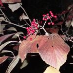 ガマズミ の高画質写真です。横浜市で、2024年12月04日に撮影したものです。