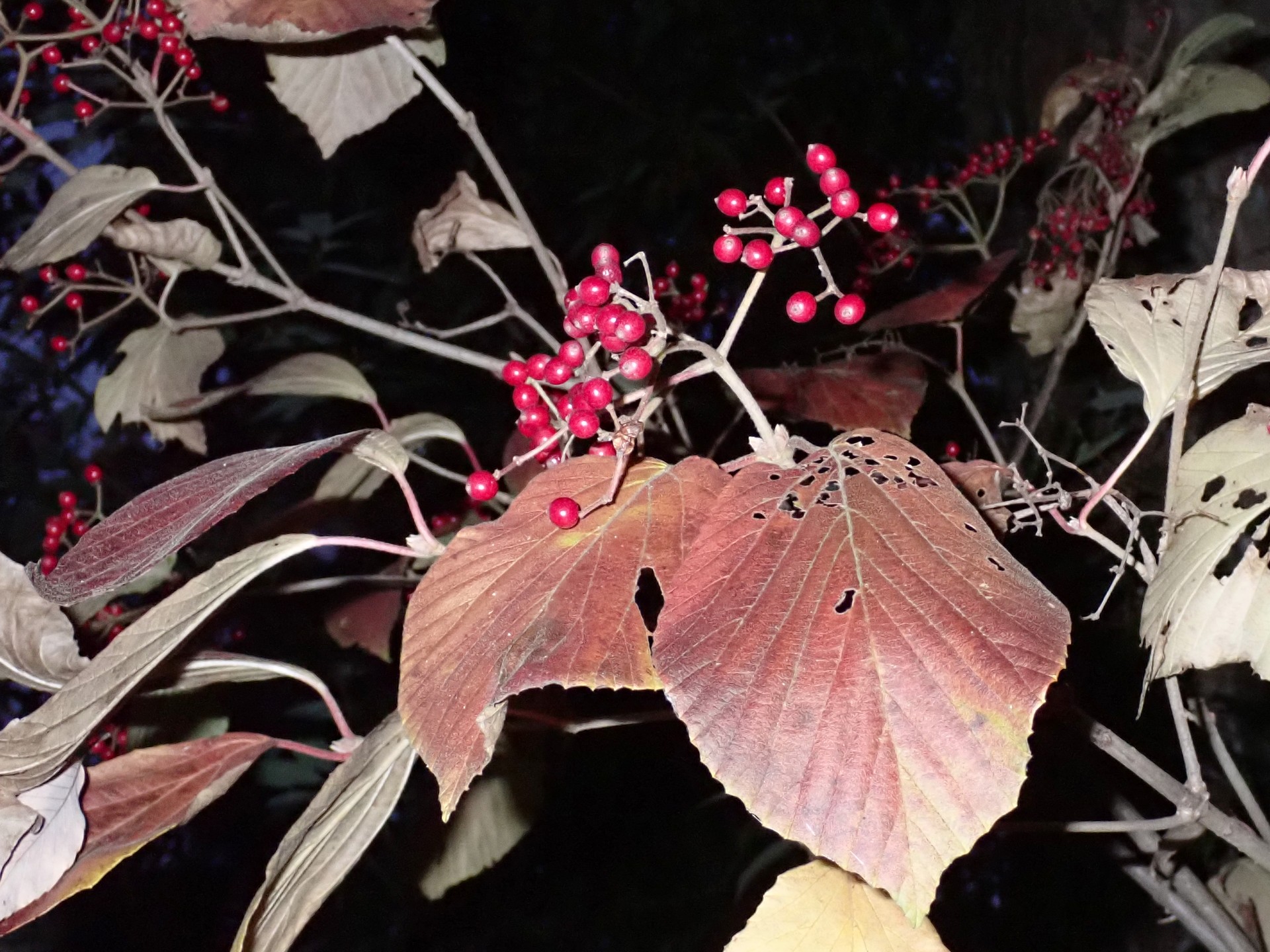 ガマズミ の高画質写真です。横浜市で、2024年12月04日に撮影したものです。