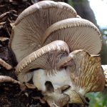 ヒラタケの仲間 の高画質写真です。横浜市で、2024年12月27日に撮影したものです。