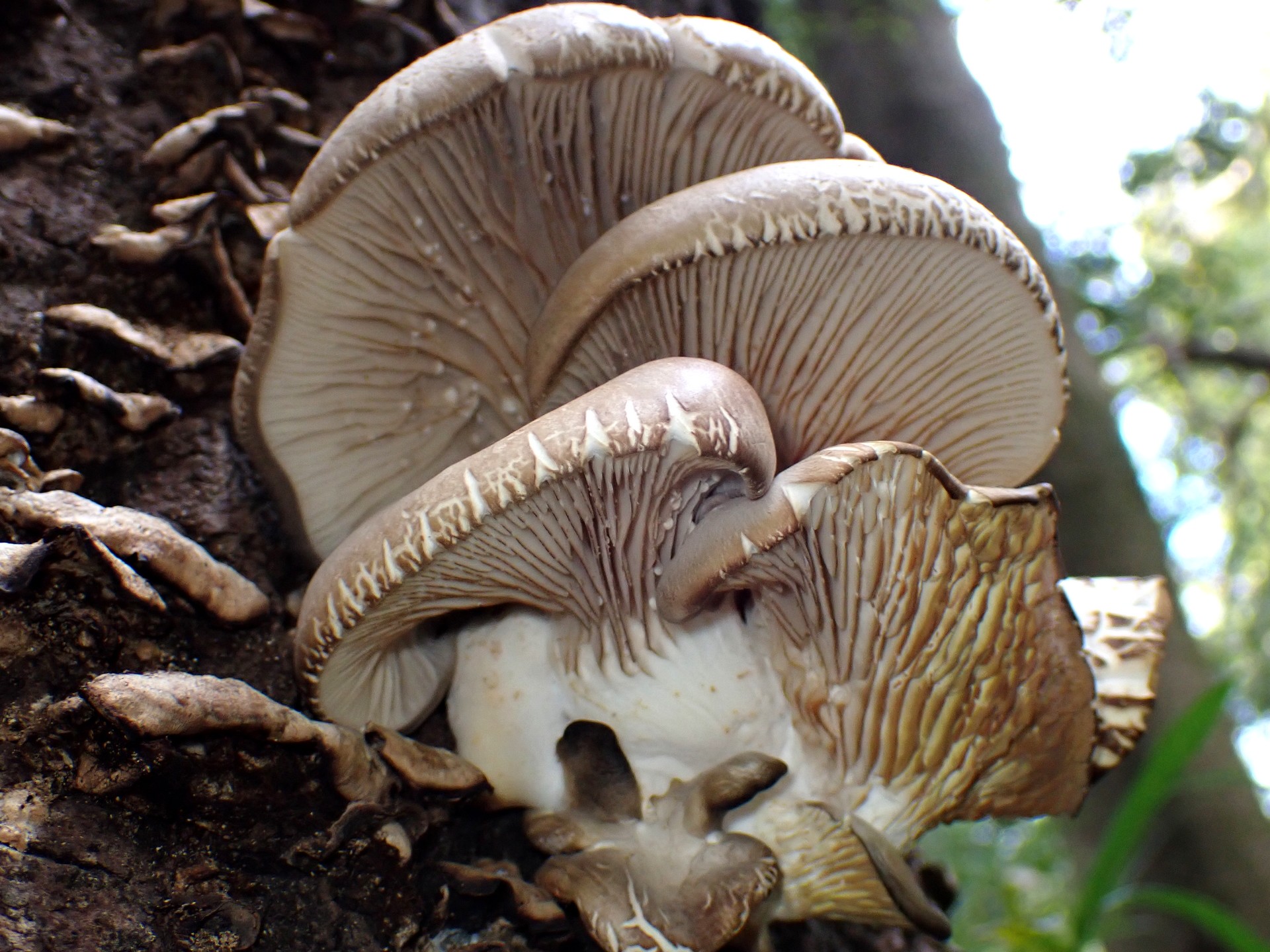 ヒラタケの仲間 の高画質写真です。横浜市で、2024年12月27日に撮影したものです。