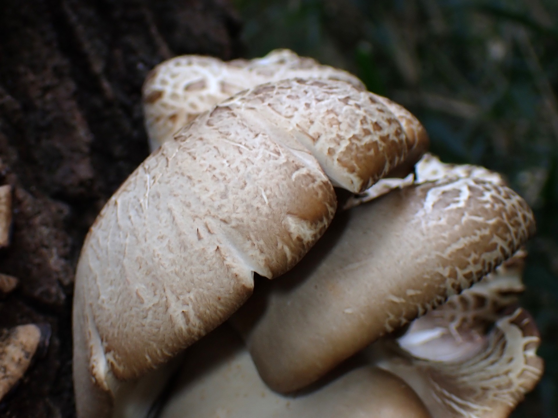 ヒラタケの仲間 の高画質写真です。横浜市で、2024年12月27日に撮影したものです。