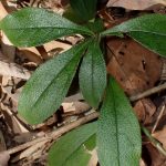 ホタルカズラ の高画質写真です。横浜市で、2024年12月07日に撮影したものです。