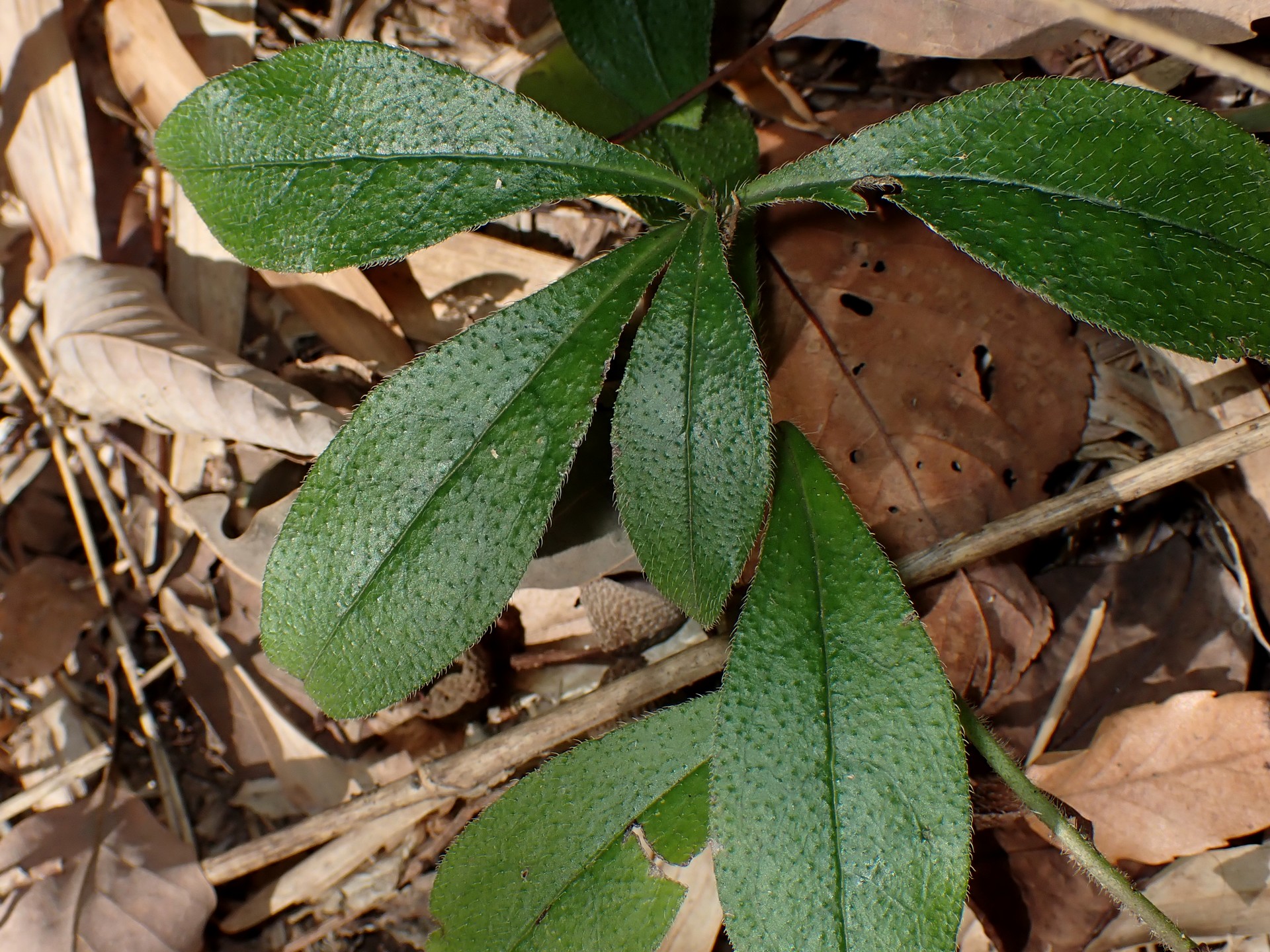 ホタルカズラ の高画質写真です。横浜市で、2024年12月07日に撮影したものです。
