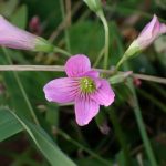 イモカタバミ の高画質写真です。横浜市で、2024年12月02日に撮影したものです。