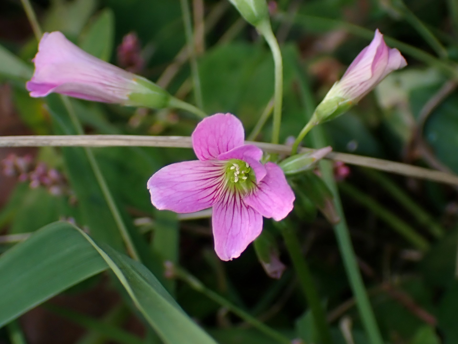 イモカタバミ の高画質写真です。横浜市で、2024年12月02日に撮影したものです。