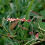 イヌタデ の高画質写真です。横浜市で、2024年12月02日に撮影したものです。