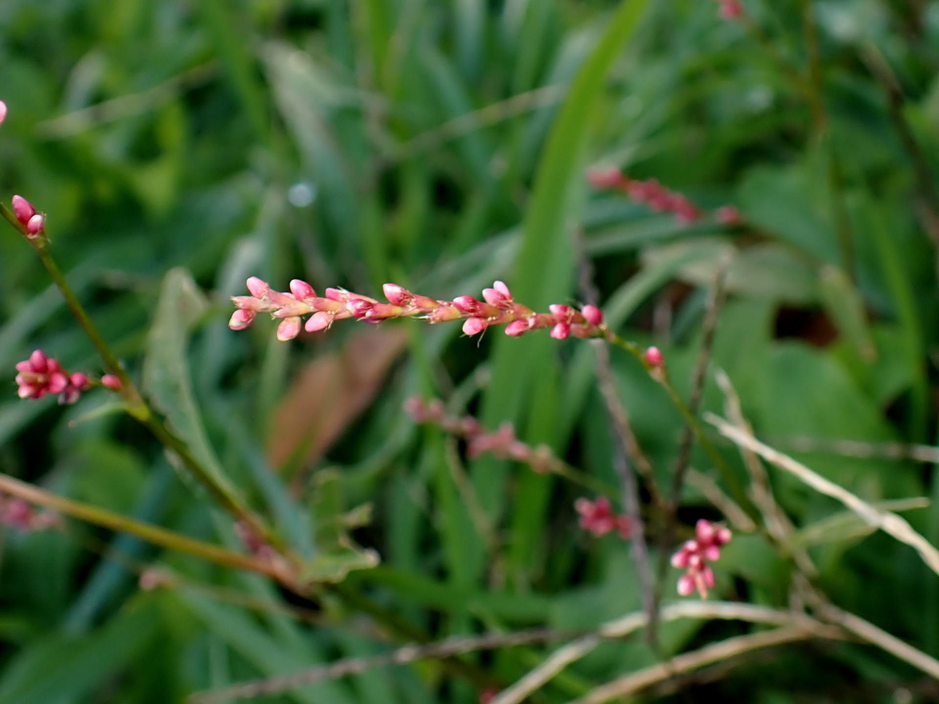 イヌタデ の高画質写真です。横浜市で、2024年12月02日に撮影したものです。