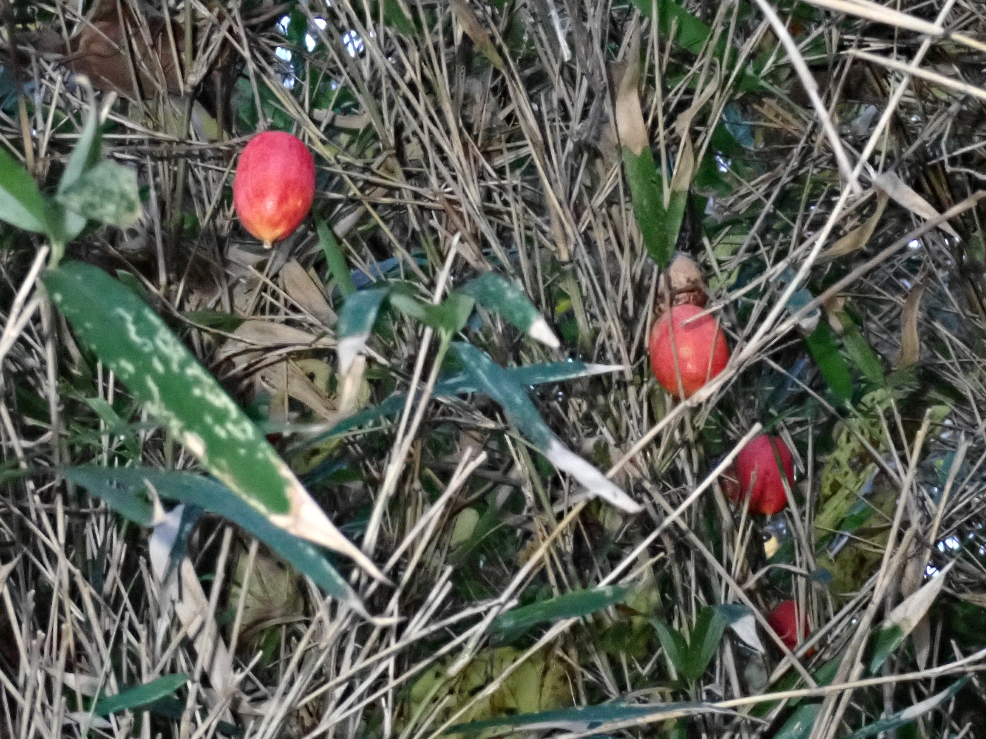 カラスウリ の高画質写真です。横浜市で、2024年12月03日に撮影したものです。