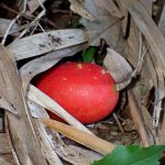 カラスウリ の高画質写真です。横浜市で、2024年12月03日に撮影したものです。