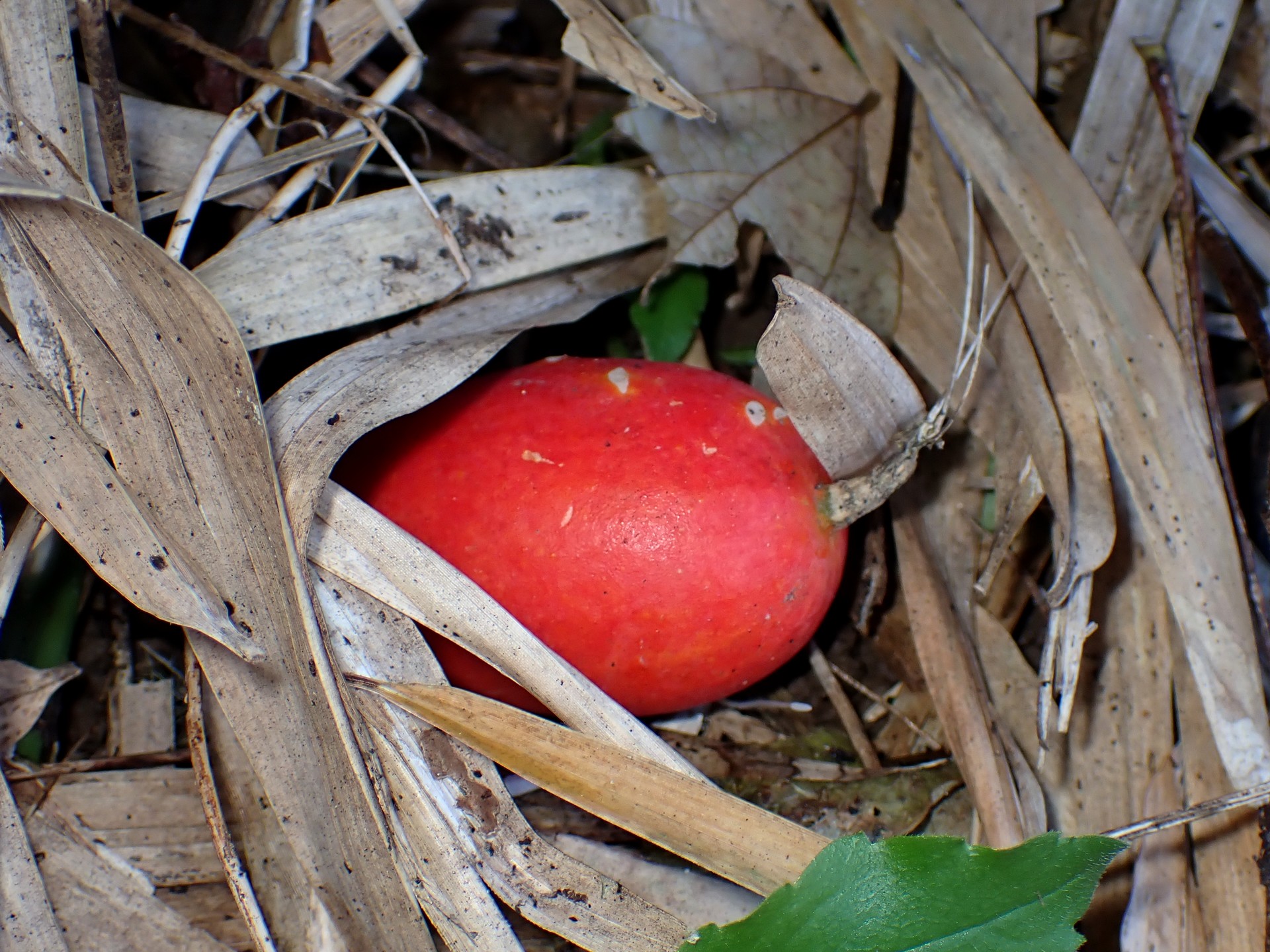 カラスウリ の高画質写真です。横浜市で、2024年12月03日に撮影したものです。