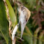 コバノカモメヅル の高画質写真です。横浜市で、2024年12月27日に撮影したものです。