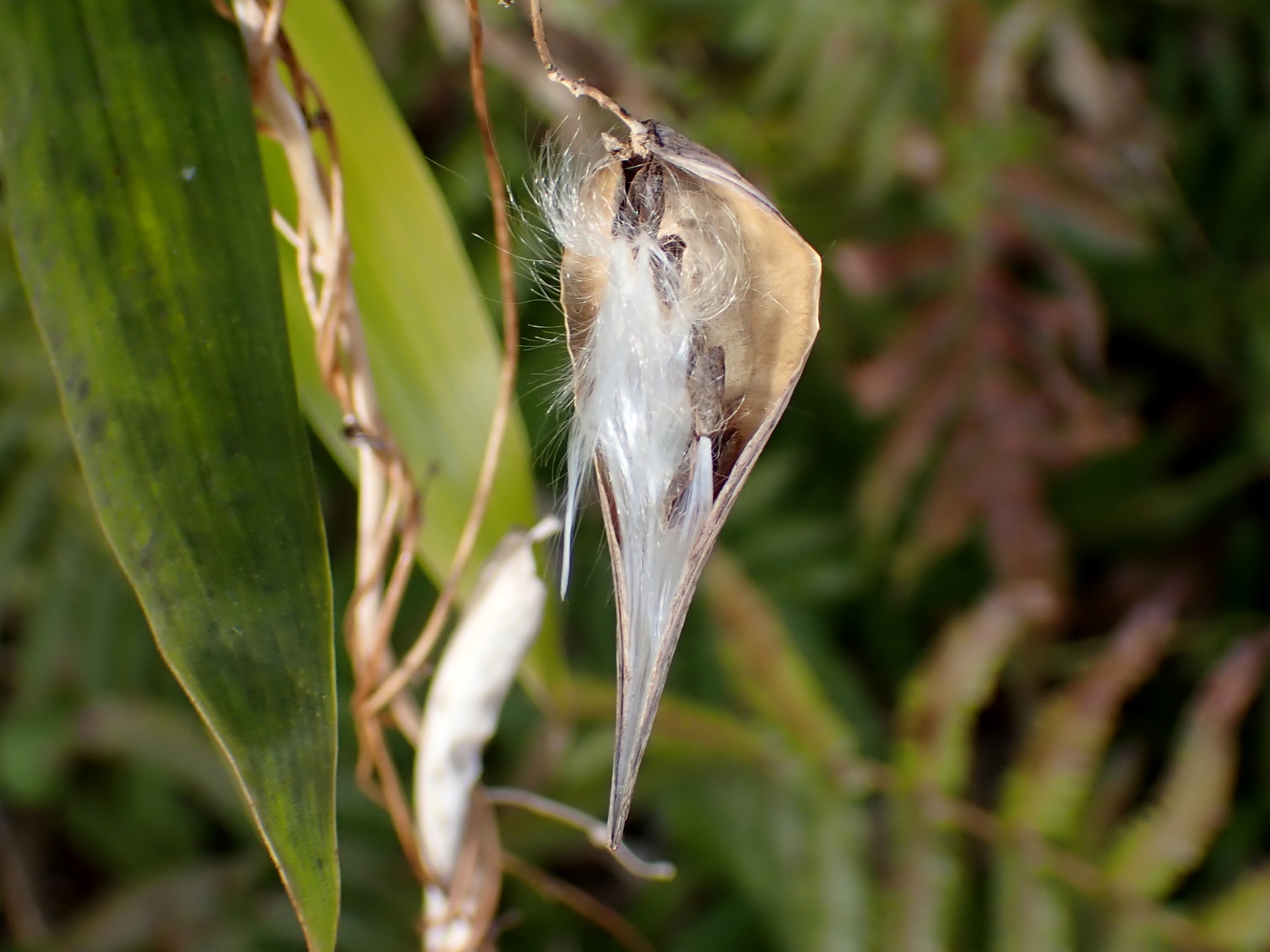 コバノカモメヅル の高画質写真です。横浜市で、2024年12月27日に撮影したものです。