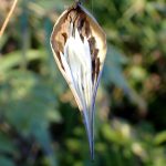 コバノカモメヅル の高画質写真です。横浜市で、2024年12月10日に撮影したものです。