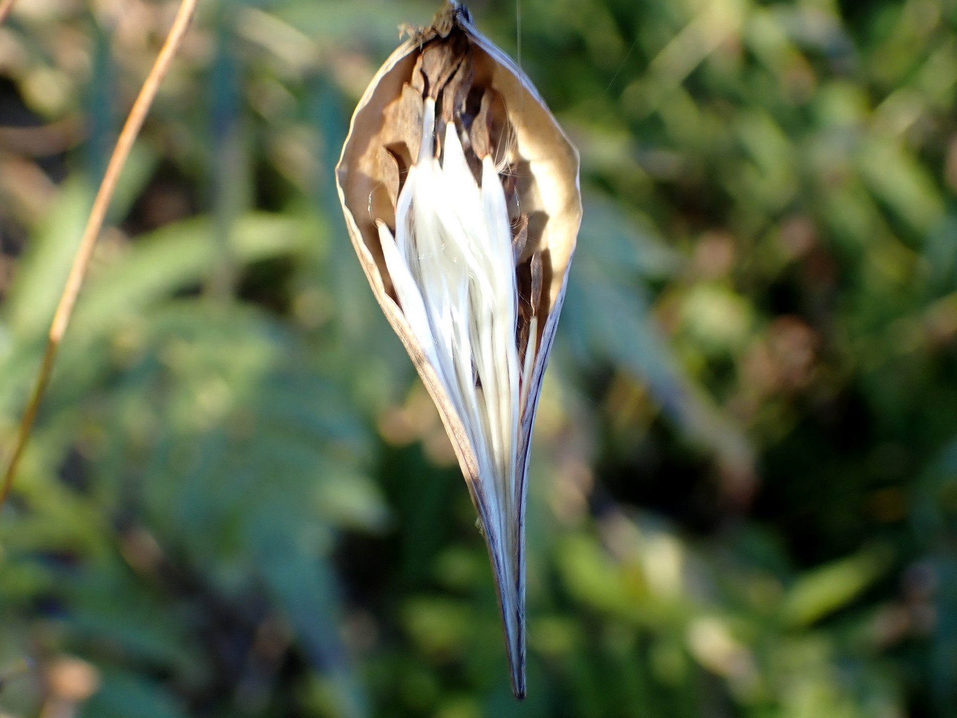 コバノカモメヅル の高画質写真です。横浜市で、2024年12月10日に撮影したものです。