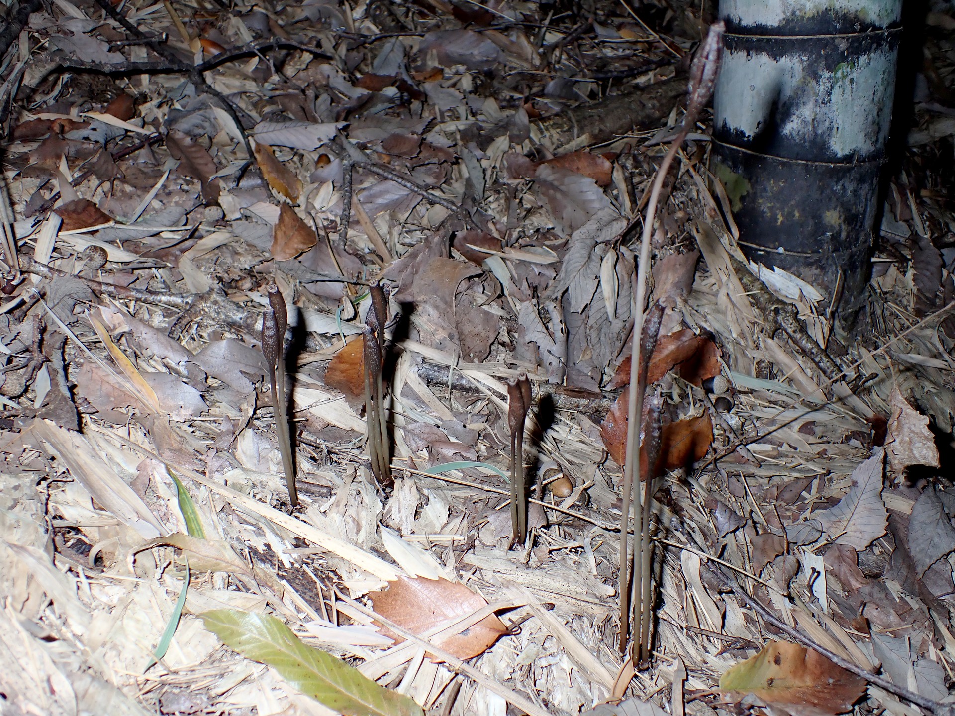 クロヤツシロラン の高画質写真です。横浜市で、2024年12月02日に撮影したものです。