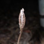 クロヤツシロラン の高画質写真です。横浜市で、2024年12月02日に撮影したものです。