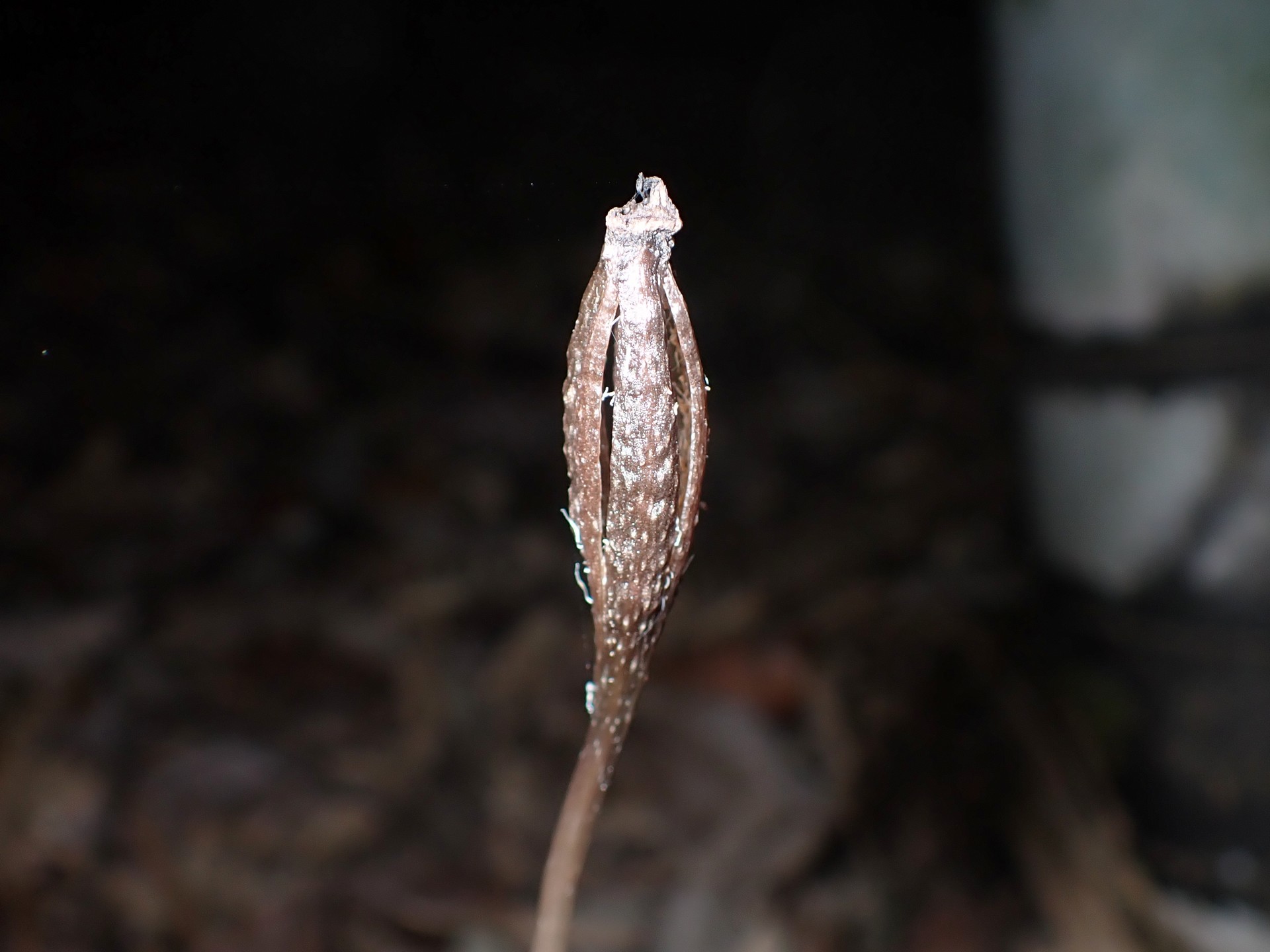 クロヤツシロラン の高画質写真です。横浜市で、2024年12月02日に撮影したものです。