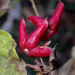 クサギの高画質写真です。横浜市で、2024年12月09日に撮影したものです。