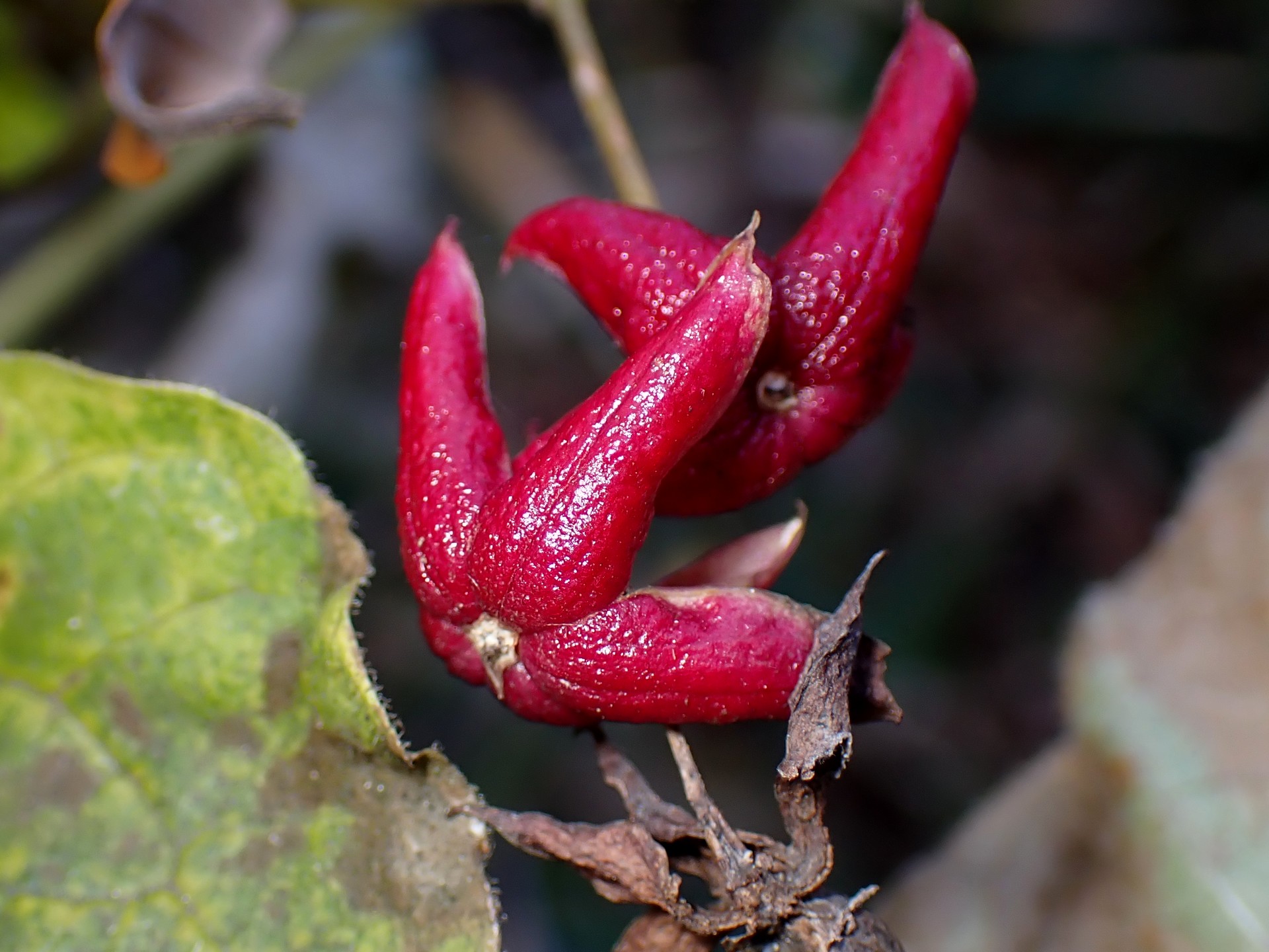クサギの高画質写真です。横浜市で、2024年12月09日に撮影したものです。