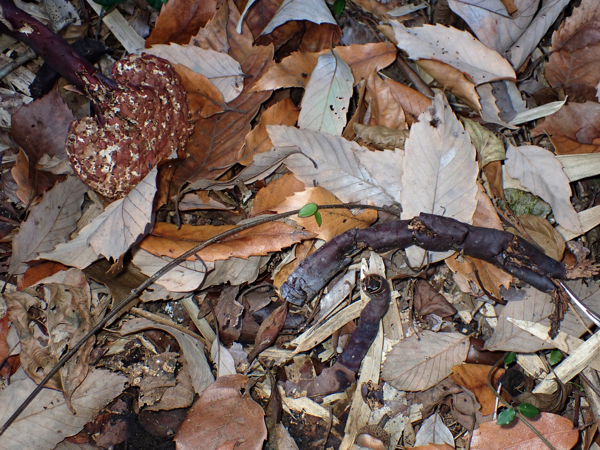 青いマンネンタケ の高画質写真です。横浜市で、2024年12月10日に撮影したものです。