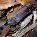 青いマンネンタケ の高画質写真です。横浜市で、2024年12月10日に撮影したものです。