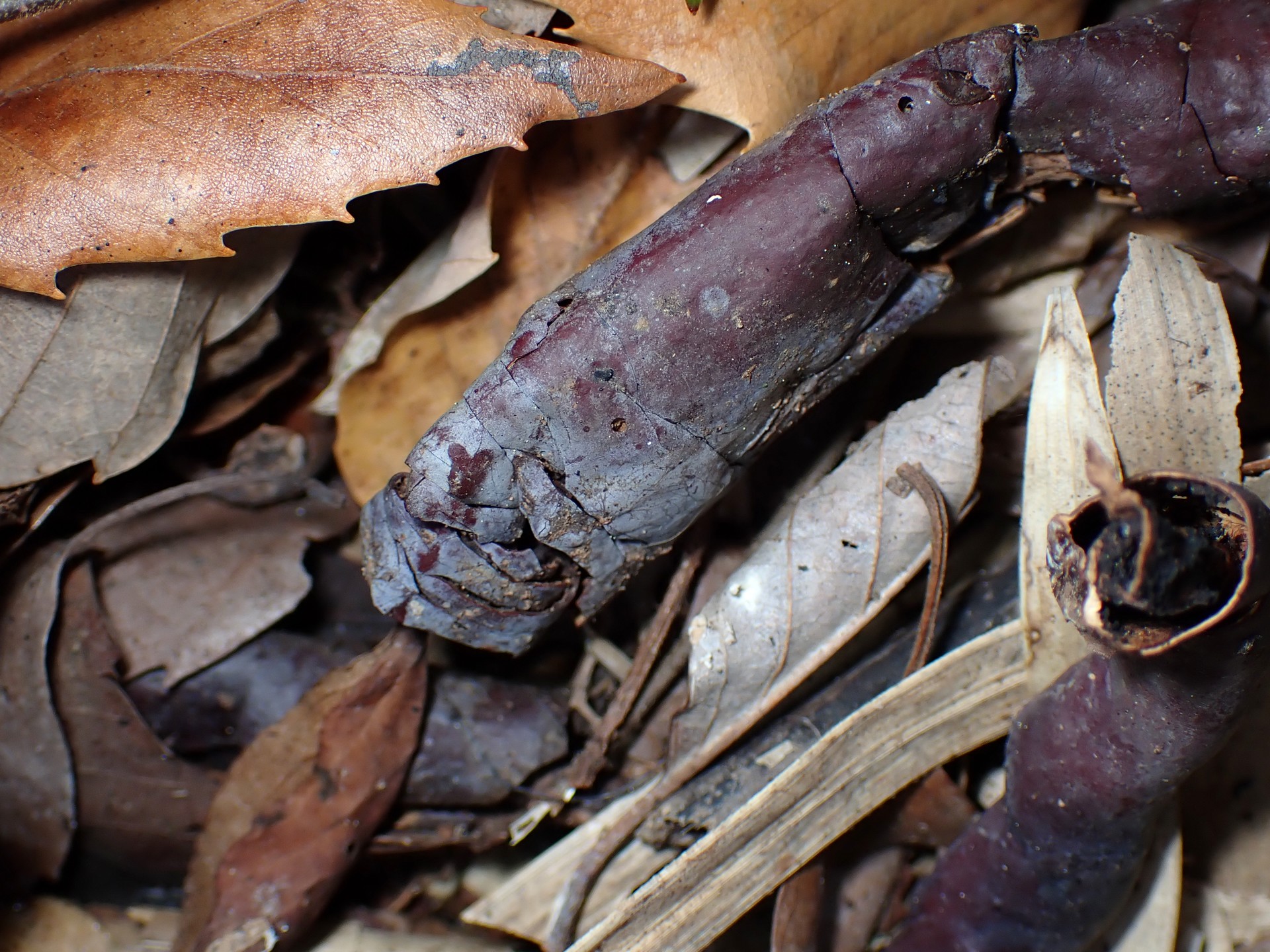 青いマンネンタケ の高画質写真です。横浜市で、2024年12月10日に撮影したものです。